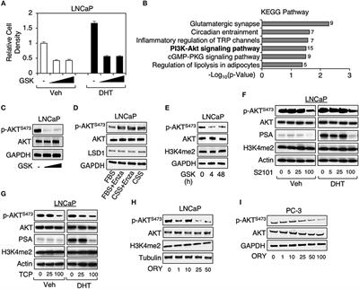 LSD1 Activates PI3K/AKT Signaling Through Regulating p85 Expression in Prostate Cancer Cells